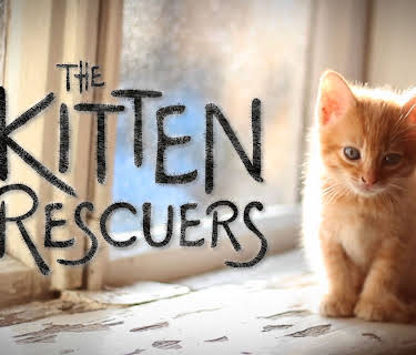 Kitten Rescuers