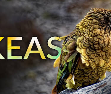 Keas (2023)