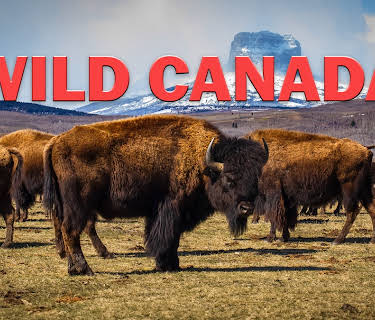 Wild Canada