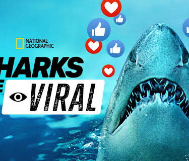 Sharks Gone Viral (2024)