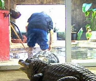 Extraordinary Pets USA (2005)