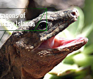 The Dragons of the Canary Islands (2003)