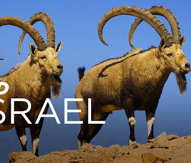 Wild Israel