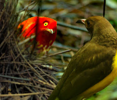 Fuglenes dans (2019)