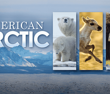 American Arctic (2022)