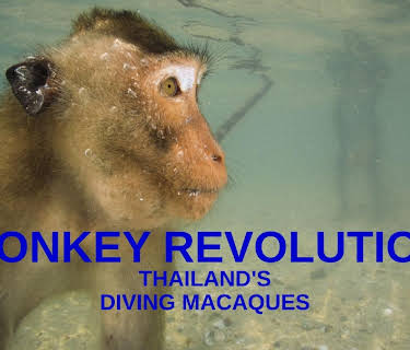 Monkey Revolution - Thailand's Diving Macaques
