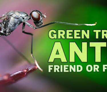 Green Tree Ants: Friend Or Foe? (2017)