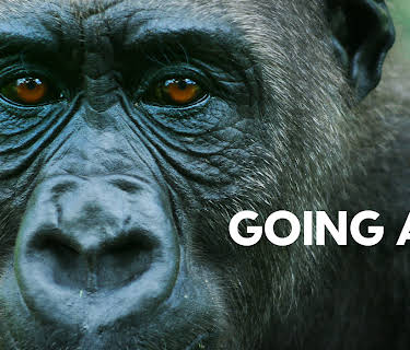 Going Ape