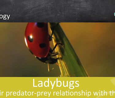 Ladybugs and their predator-prey relationship with the aphid - School Movie on Biology