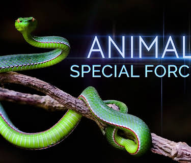 Animal Special Forces