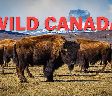 Wild Canada, Season 1