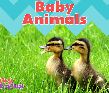 Baby Genius: Baby Animals