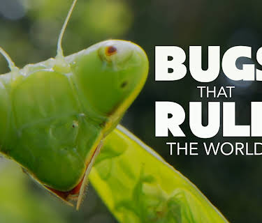 Bugs That Rule the World, Season 1