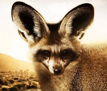 Namibia's Bat-Eared Foxes (2006)