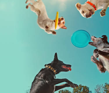 I hodet på en hund (2024)