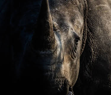 Rhino Rescue: Battling Extinction in South Africa (2024)
