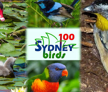 100 Sydney Birds (2022)