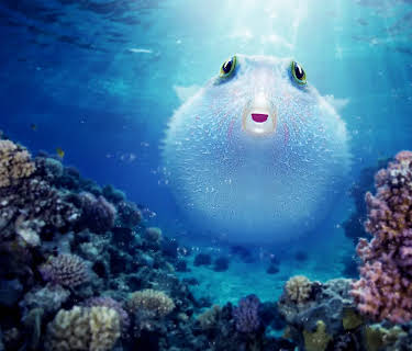 Puff: Wonders of the Reef (2021)