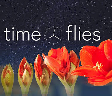 Time Flies (2020)