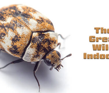 The Great Wild Indoors (2017)