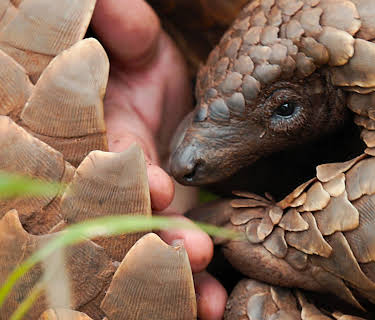 Pangolin: Kulu’s Journey (2025)