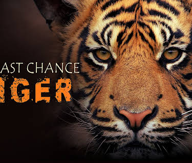 Last Chance Tiger (2011)