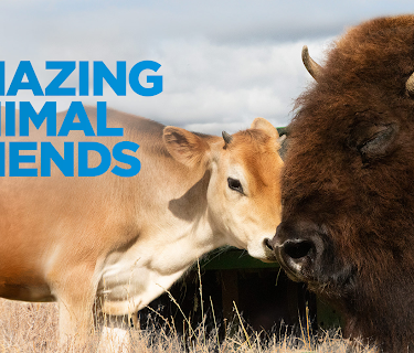 Amazing Animal Friends Season 1