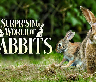 The Surprising World of Rabbits (2018)