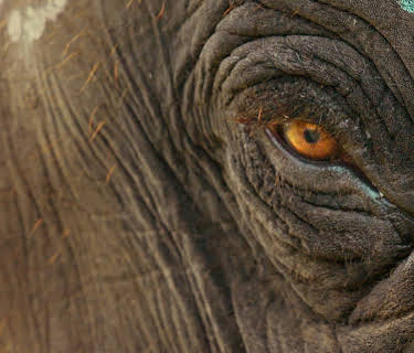 Elefantviskarna (2022)