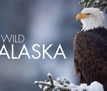 Wild Alaska