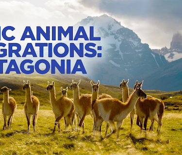 Epic Animal Migrations: Patagonia (2023)