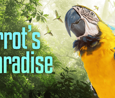 Parrot's Paradise (2019)