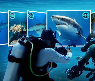 All the Sharks