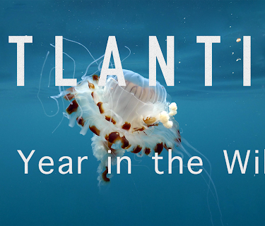 Atlantic: A Year in the Wild