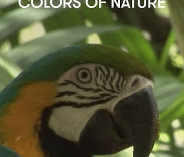 Colors of Nature (2016)
