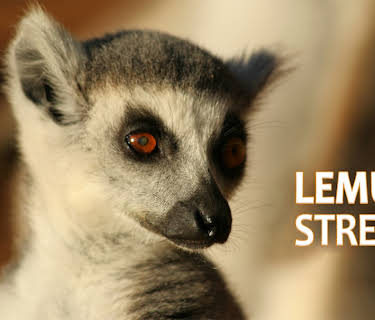 Lemur Street