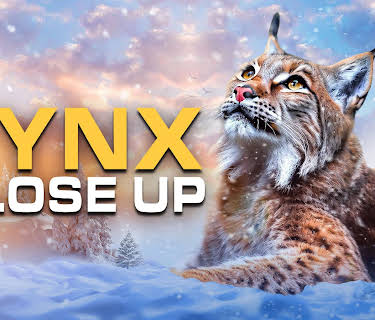 Lynx - Close Up (2019)