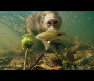 El reino de los monos (2015)