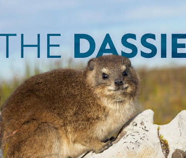 The Dassie (2026)