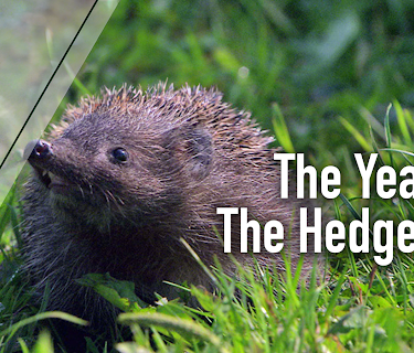 Year of the Hedgehog (2009)