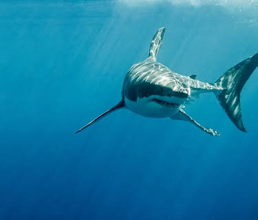 Africa's Claws & Jaws