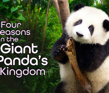 4 Seasons in the Giant Pandas Kingdom