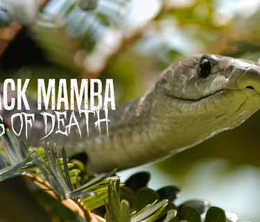 Black Mamba: Kiss of Death