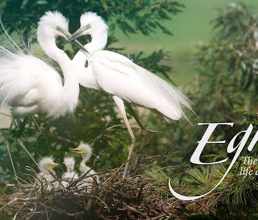 Egret (2017)