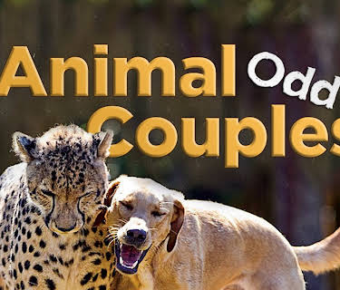 Animal Odd Couples (1982)