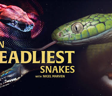 Ten Deadliest Snakes with Nigel Marven