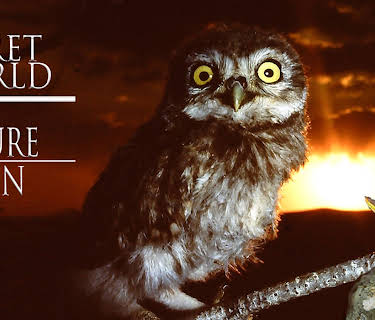 The Secret World of Nature: Spain