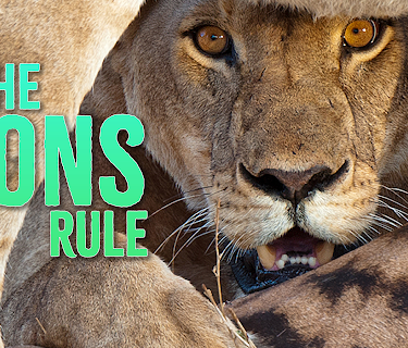 The Lions Rule