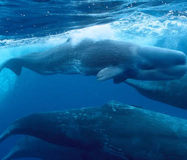 Giants Of The Deep Blue