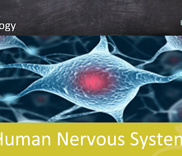Human Nervous System - School Movie on Biology